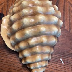 Shell For Plant Or Decorating 