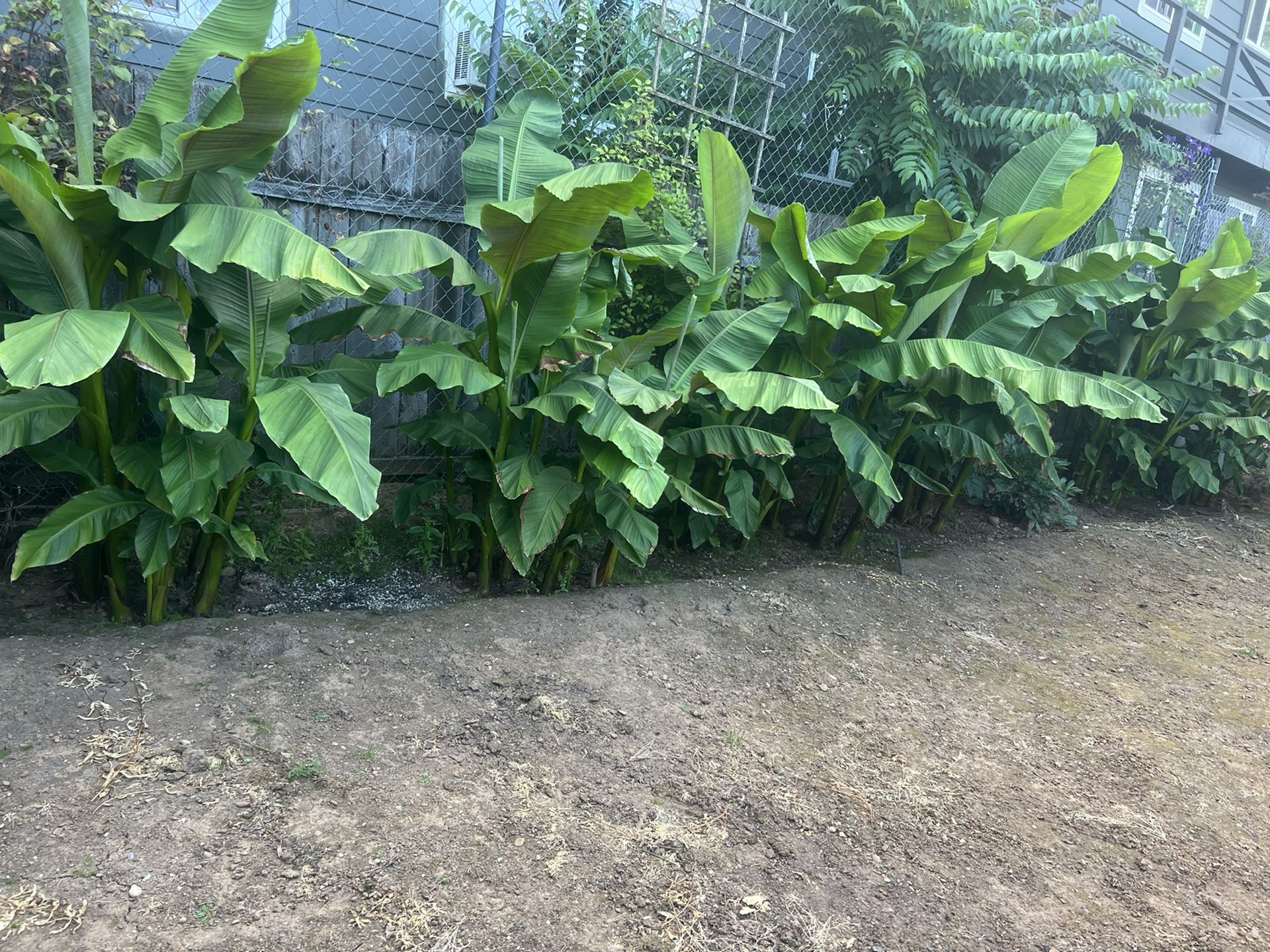 Banana Plan 4 Sale