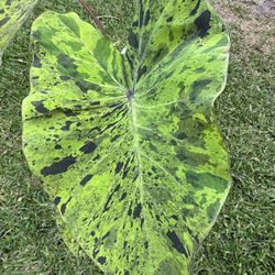 COLOCASIA ESCULENTA MAJITO (Fabulous, Unique, Bold)