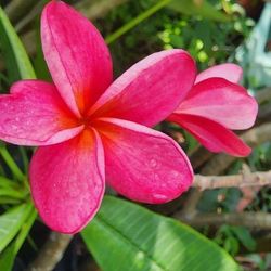Plumeria Frangipani 