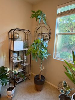 Money Tree Houseplant