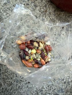 Mixed onion bulbs for planting