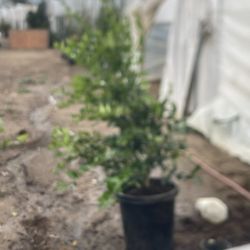 Lagastramous De 5gal A 7 Doll Y 1 Gal A 3doll