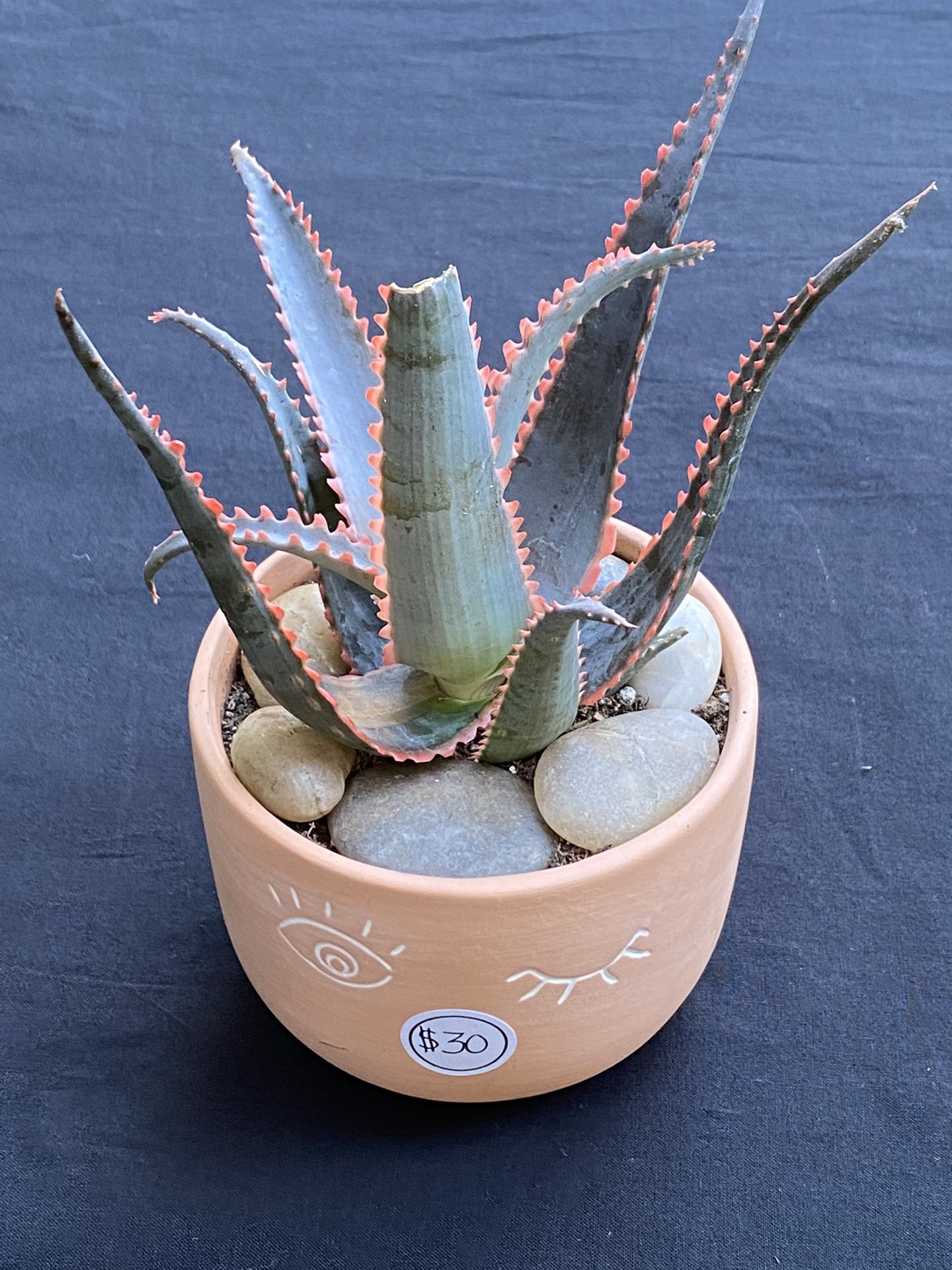 Cactus/Succulent Arrangements