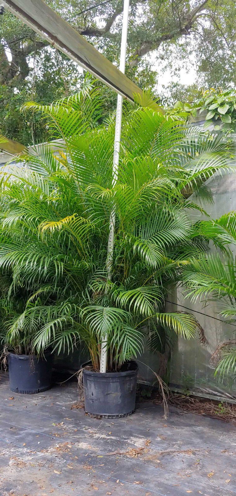 Areca palms 10 foot tall delivered and planted