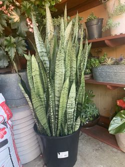 Big snake plant 4 feet