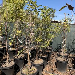 Apple Trees 15 Gal