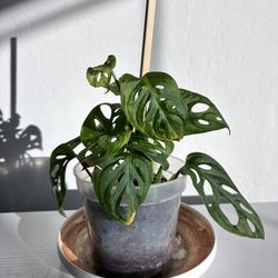 Monstera Adansonii (Swiss Cheese Plant)