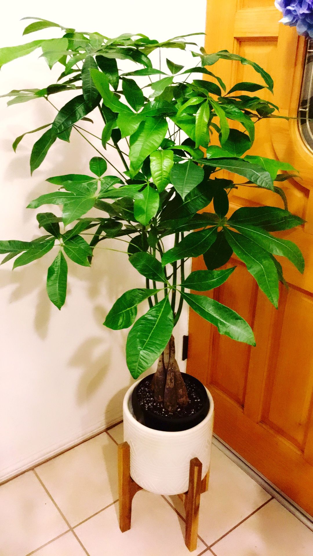 Big and Tall Money Tree - Just the plant only - About 45” Total - $28 - PLANTER NOT INCLUDED