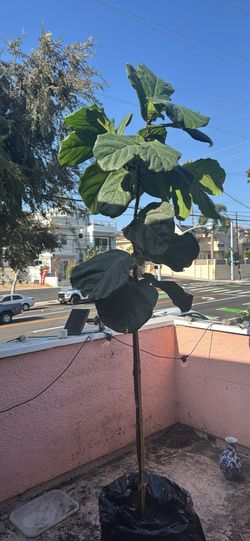 6.8feet Fiddle leaf plant