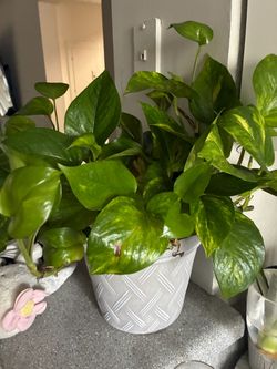 Real plants