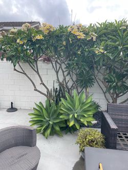 Free  2 Fox Tail Agaves Buyer Must Read Details