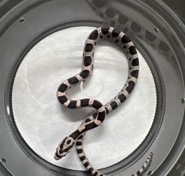 Anery corn snake toy