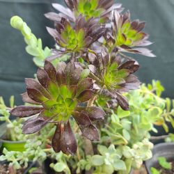 BEAUTIFUL SUCCULENTS PLANTS ONLY $10