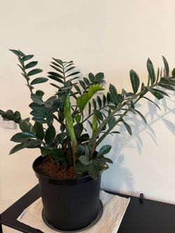 Green plant with pot