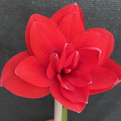 Amaryllis Blooming Double Large Flower Plant, In 8 Inch Pot Pick Up Only