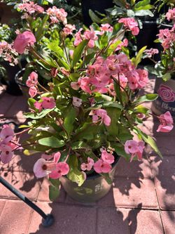 Crown Of Thorns (Large Flower)