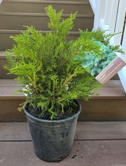 Sea Green Juniper #2 Size Shrub