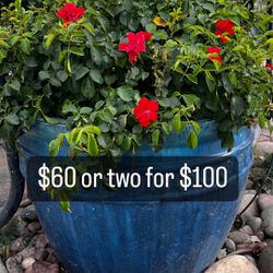 Big Flower pots With 3 Color Roses