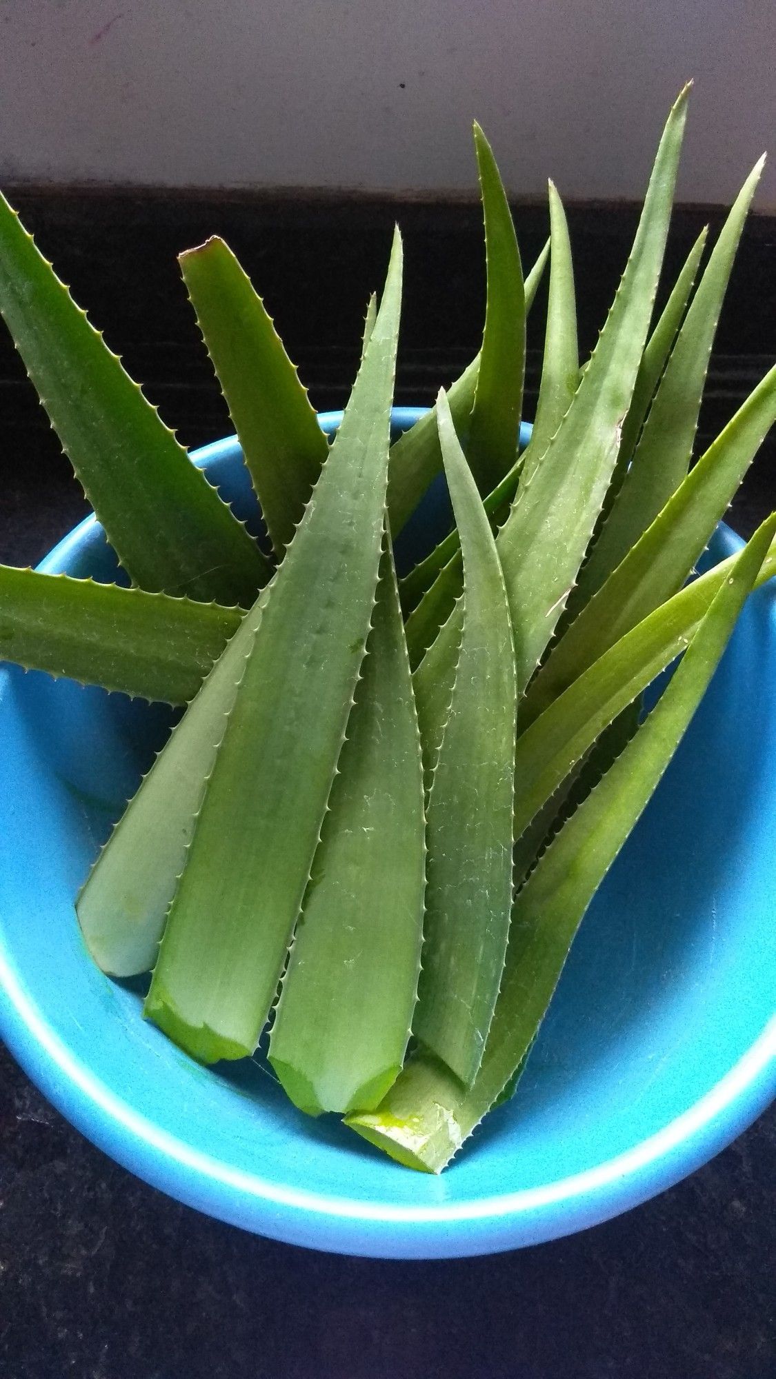Aloe Vera 
