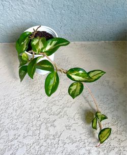 Hoya  Krimson  princess plant