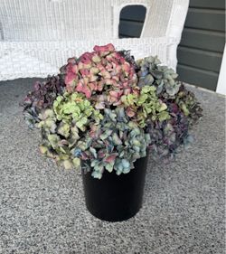 Freshly Cut & Dried Hydrangea Bouquet