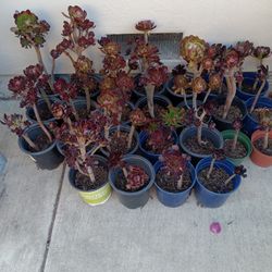 Nice Plants For Sale 5.00 Each