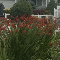 CROCOSMIA Diablito plant