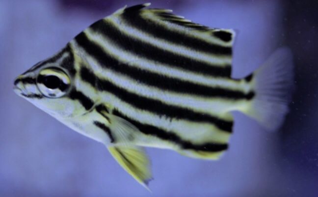 Australian Stripey Aptasia Eaters