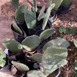 Cactus pads  Nopal