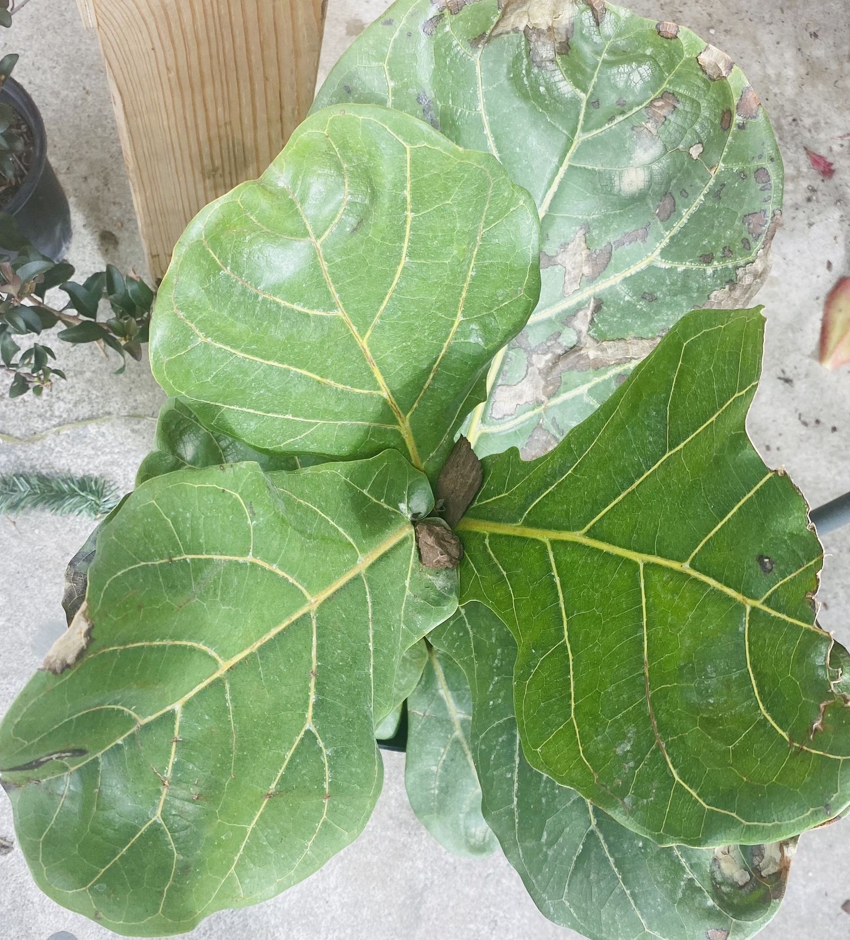 Ficus Lyrata