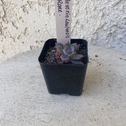 2 Inch Pot Succulent Plant - Rare Echeveria Laulensis - Established - Drought Resistant 🪴 Perfect Baby & Wedding Shower Favors 