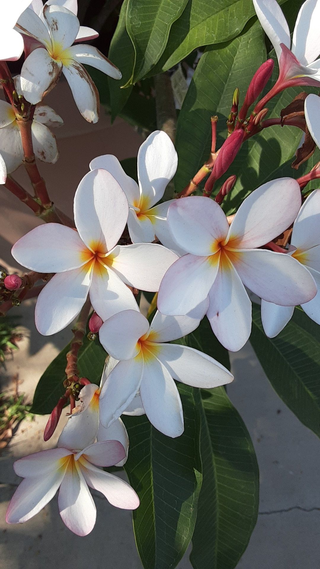 Plumeria plants cuttings