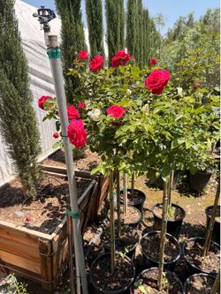 Rose trees 5 gal