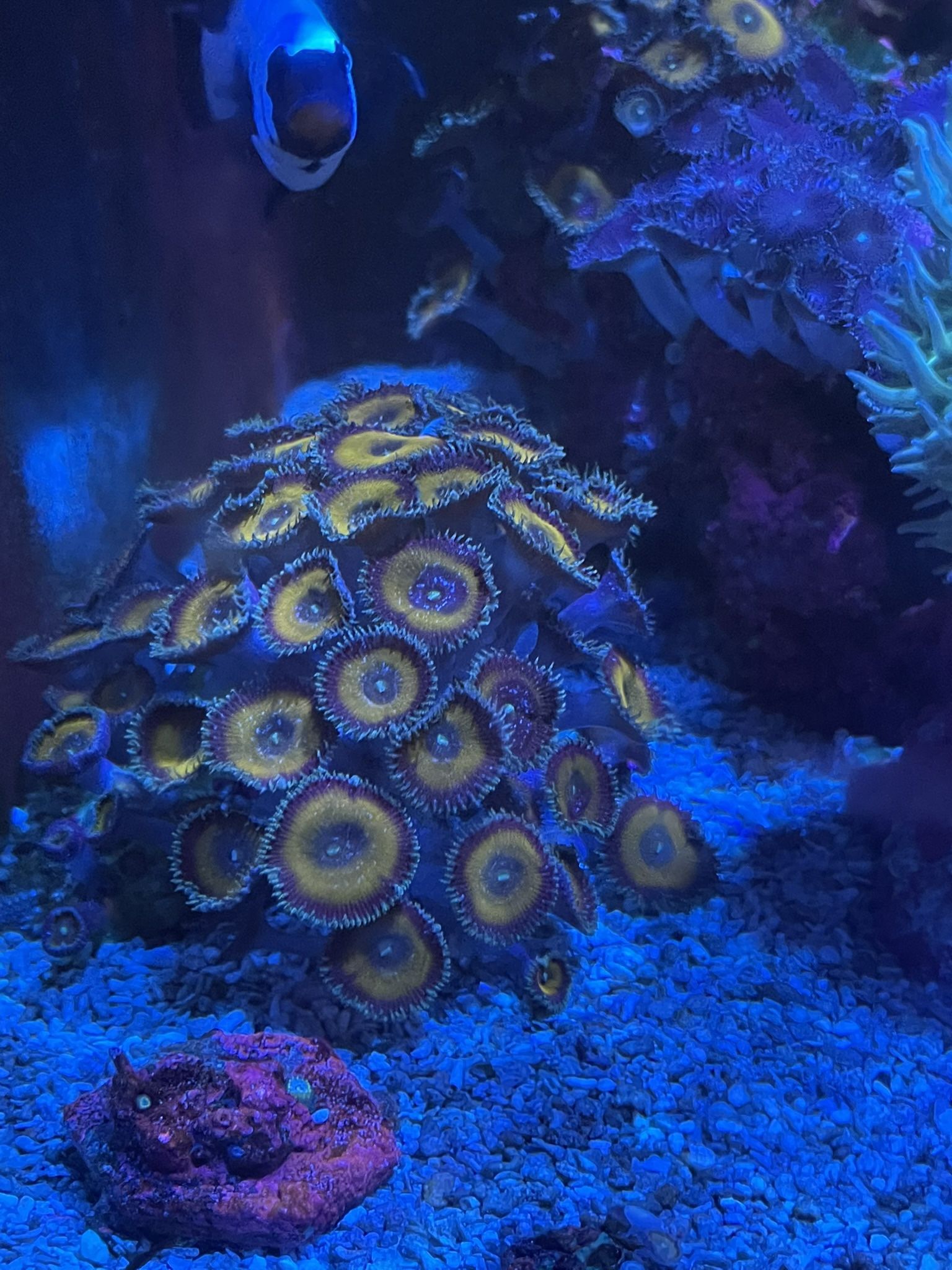 orange zoas palythoa coral frag reef tank lps
