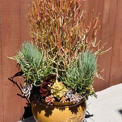 A big ceramic pot of succulents