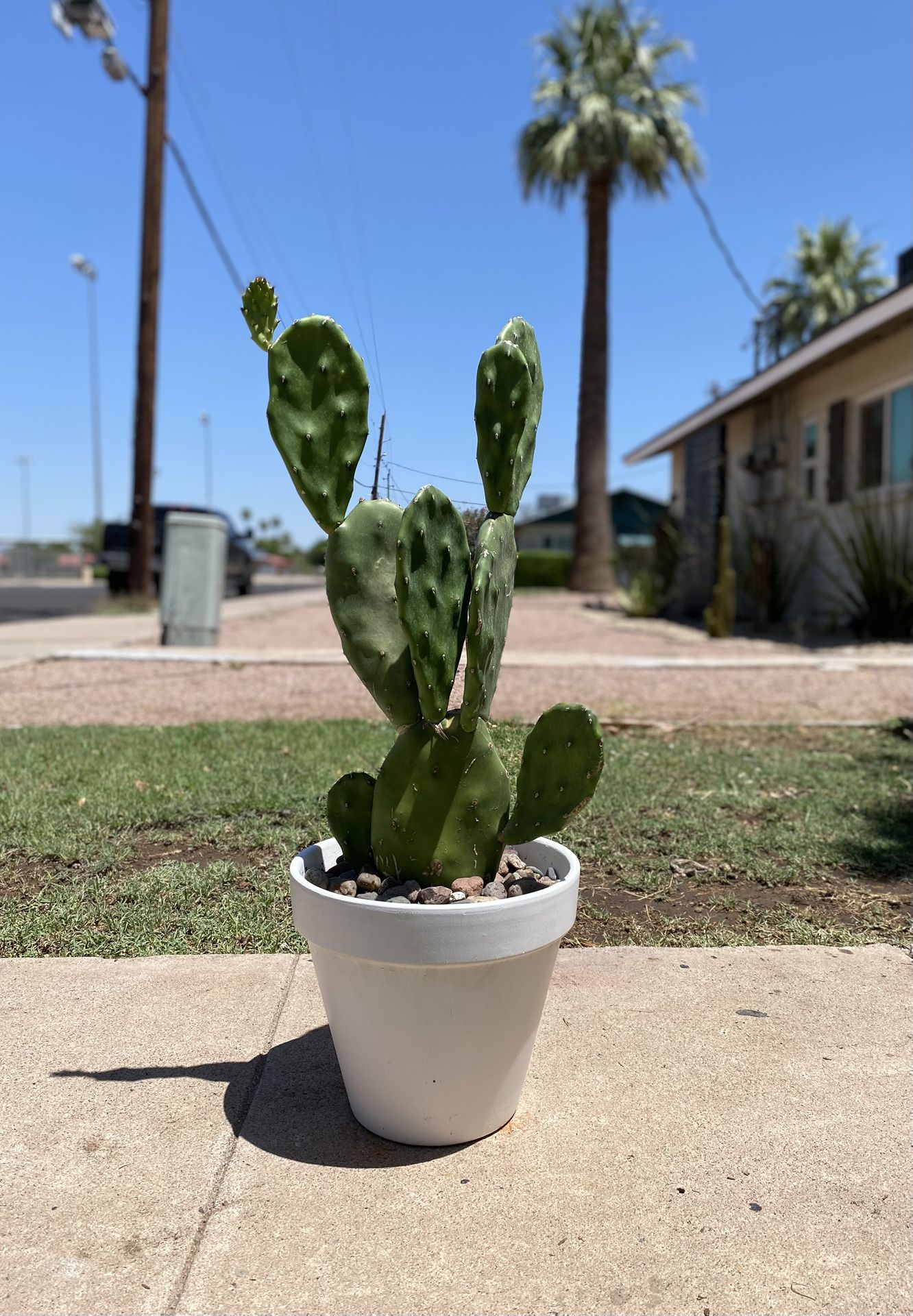 Prickly Pear Cactus Plant
