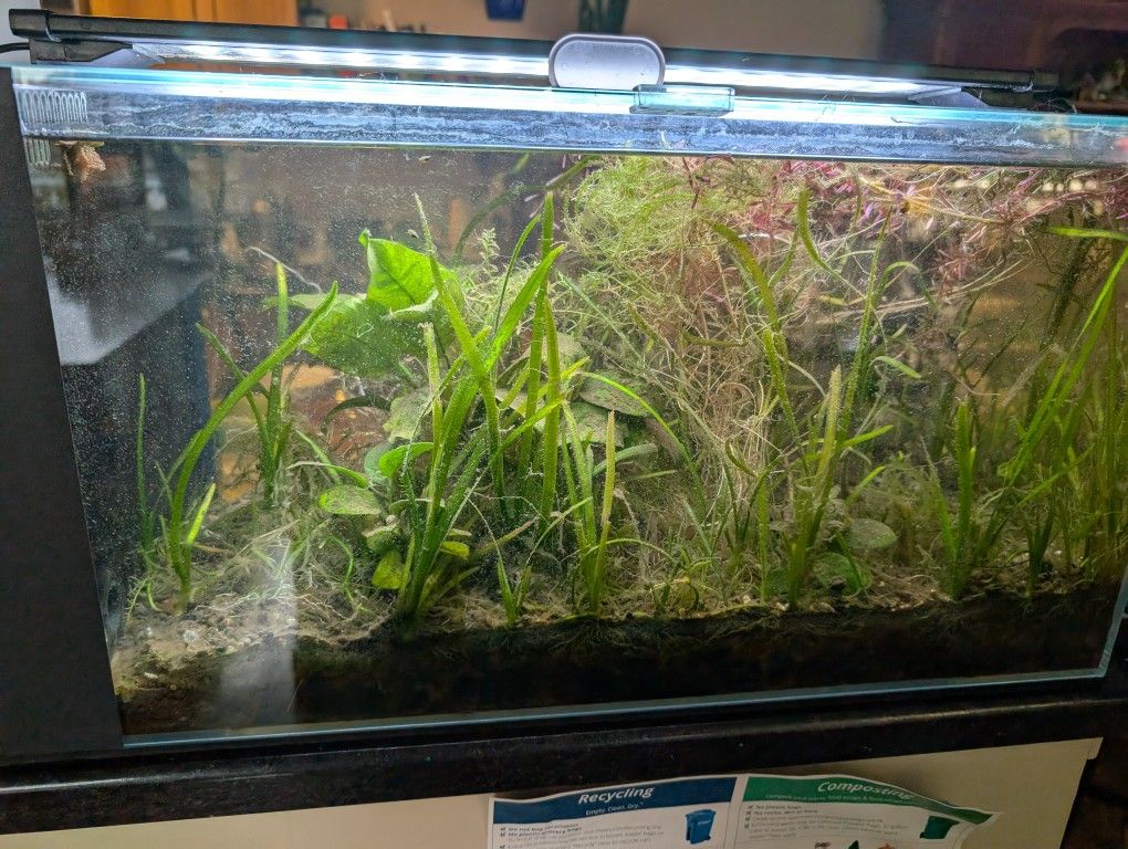 Lifegard Aquatics 14.26 Gallon Ultra Crystal Clear Aquarium w/ Side Filter