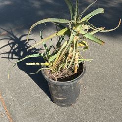 Candelabra Aloe