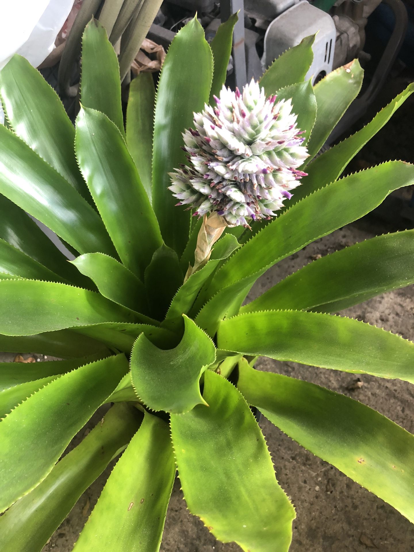 Rare Bromeliad Achmea