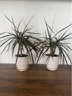 Plants 🪴