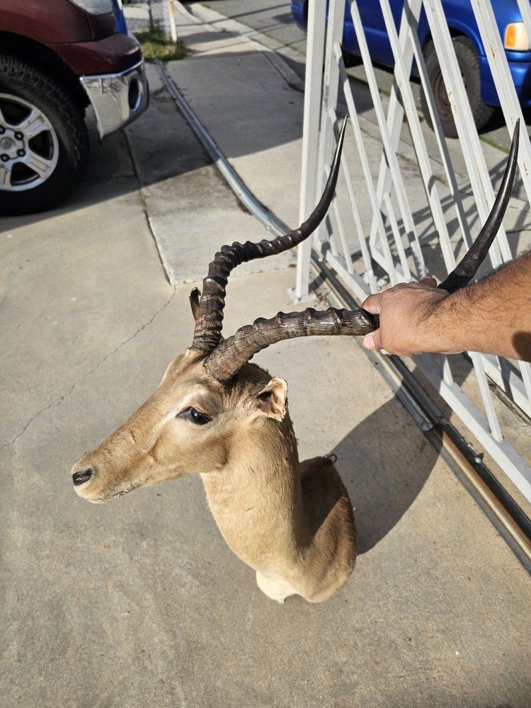 Impala and Deer ... Taking Reasonable Offer