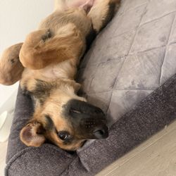 German Shepherd Puppy(With Toys, Heavy Duty Crate, Bed, Adjustable Collar, And Puppy Pads