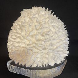 Natural White Coral Cluster Display