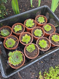 Succulents, hens and chicks