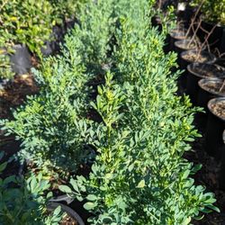 Rudas An More Plants 