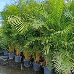 Huge Arecas About 7 Feet Tall Instant Privacy Hedge For Fence