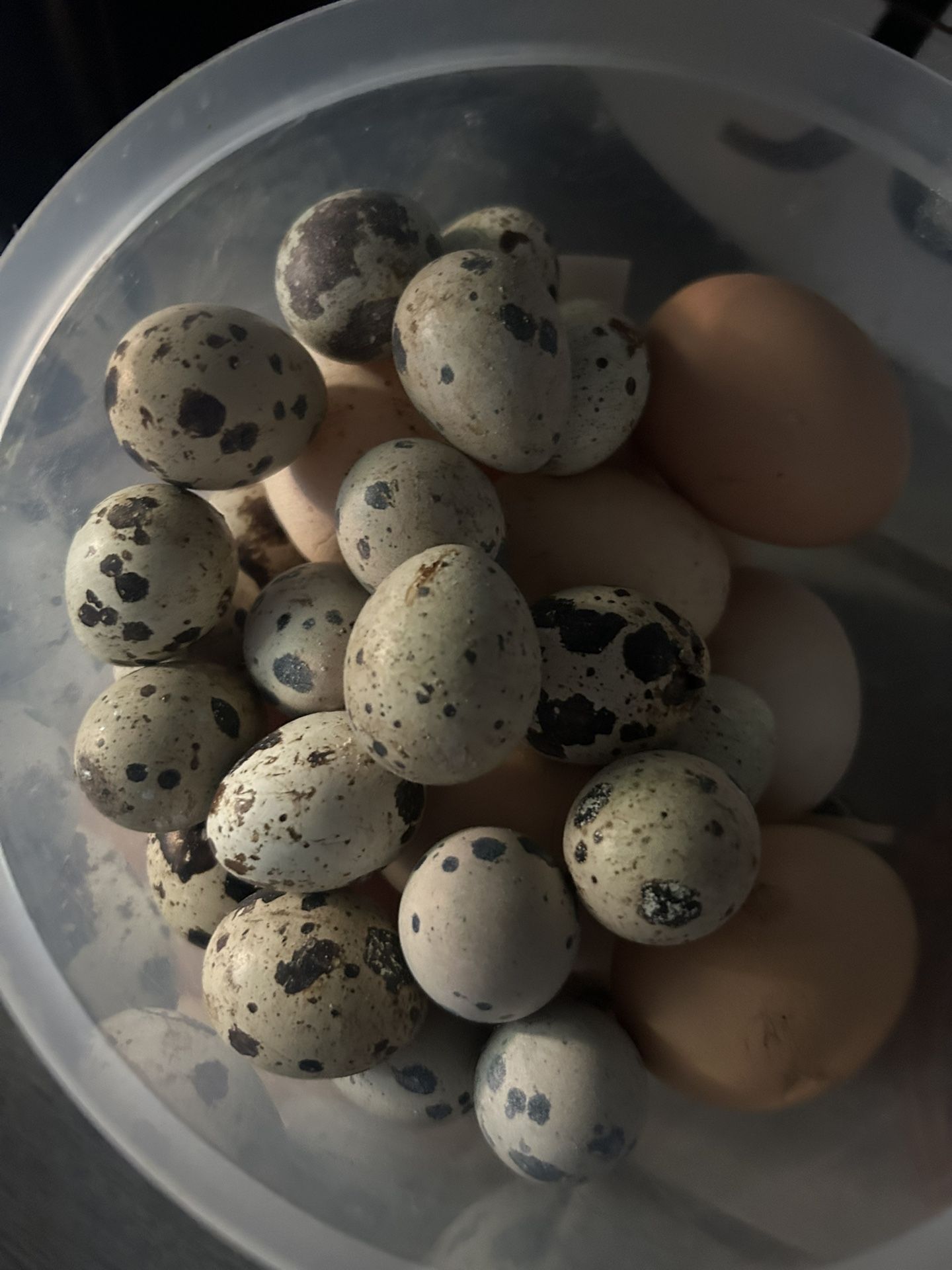 Fresh Quail Eggs