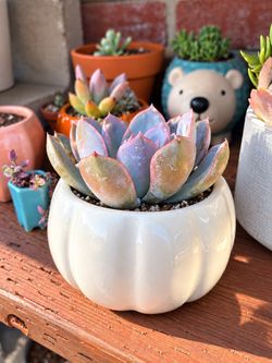 Local Nursery