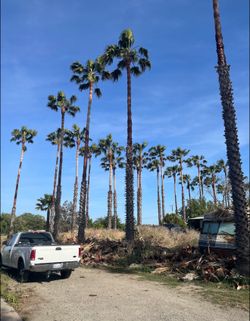 Cheap tree guys